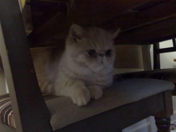 Exotic Noah - Lige ankommet og lidt nervøs... billede 3