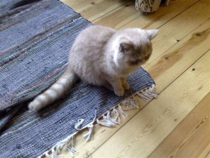 Exotic Noah billede 4