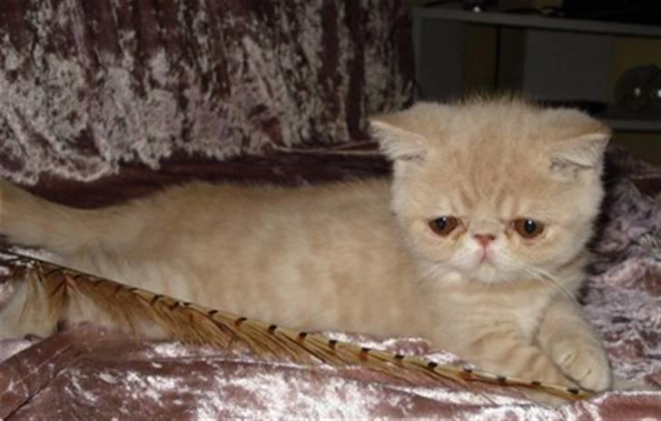 Exotic Noah - Da han var en helt lille killing... billede 5