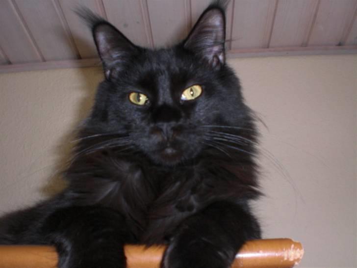 Maine Coon Toffe - Toffe 9 mdr. billede 1