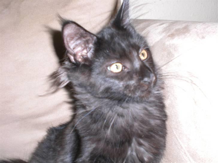 Maine Coon Toffe - Se lige mit "vedhæng" bag ørerne billede 2