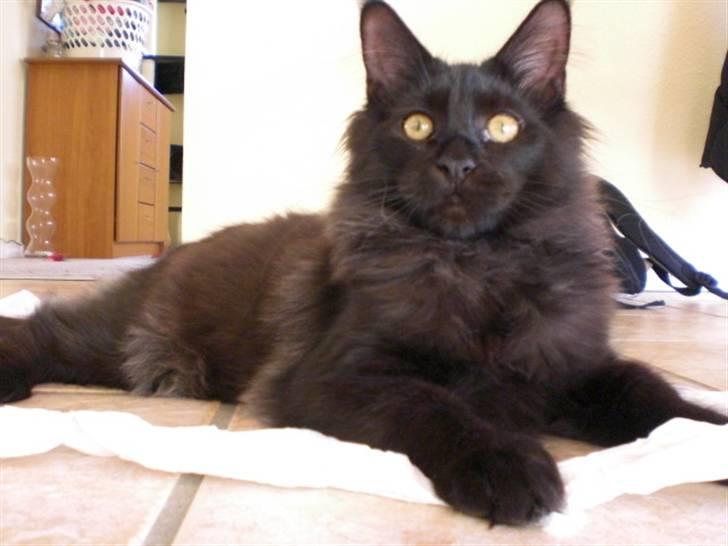 Maine Coon Toffe - jeg har lige tømt en hel toiletrulle, - det  var hårdt - men sjovt billede 3