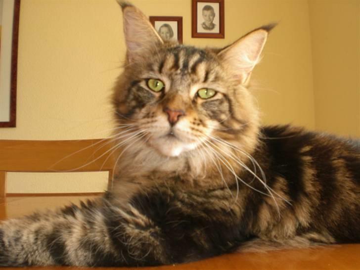 Maine Coon Tiger - Tiger 12 mdr. billede 1