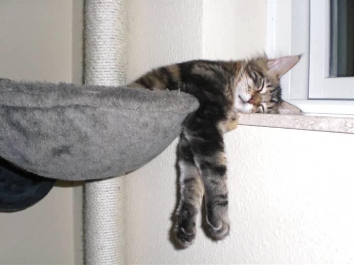 Maine Coon Tiger - Tiger nåede ikke helt op i vindueskarmen inden han faldt i søvn billede 2