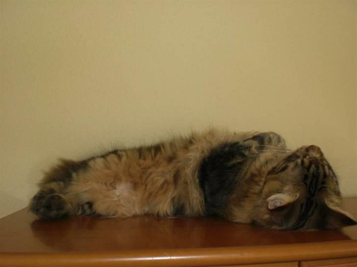 Maine Coon Tiger - Tigers favorit sovestilling billede 3