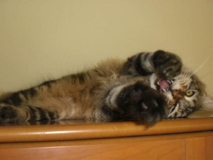 Maine Coon Tiger - Er jeg ikke bare for lækker billede 4