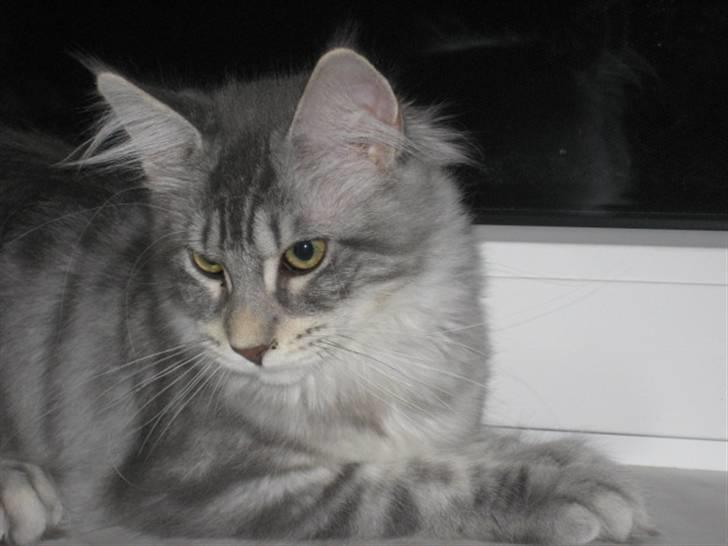 Maine Coon Marilyn monroe - Hej til jeg alle. Tak fordi jeg måtte komme ind på dette galleri.. billede 1