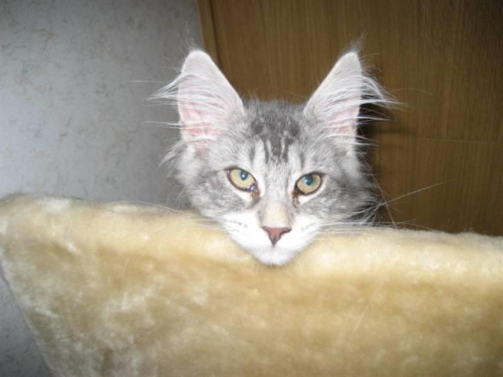 Maine Coon Marilyn monroe - Her oppe fra ser verden nu helt godt ud billede 2