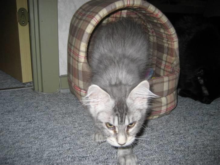 Maine Coon Marilyn monroe - Jeg tror jeg får en bred og stor box. Hvad tror du? billede 3