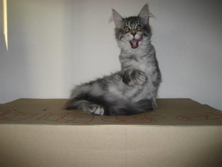 Maine Coon Marilyn monroe - Ok ok men er jeg den eneste der ser lidt sjov ud når jeg lige er stået op??? Nej vel?? billede 4
