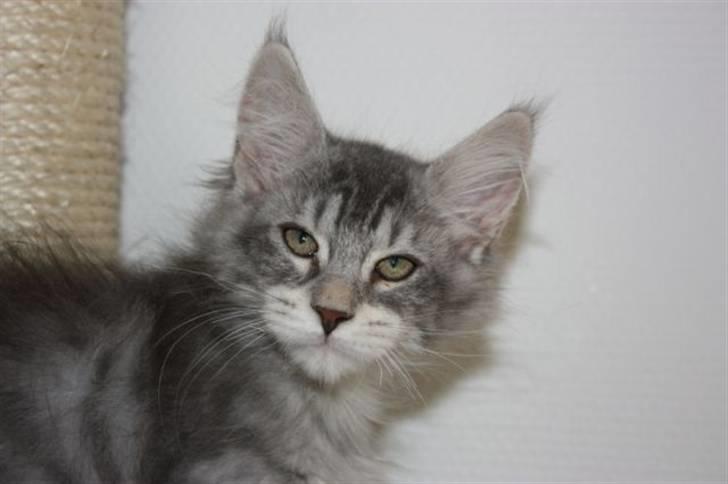 Maine Coon Marilyn monroe - Dette er taget inden jeg flyttede til sønder jylland billede 5
