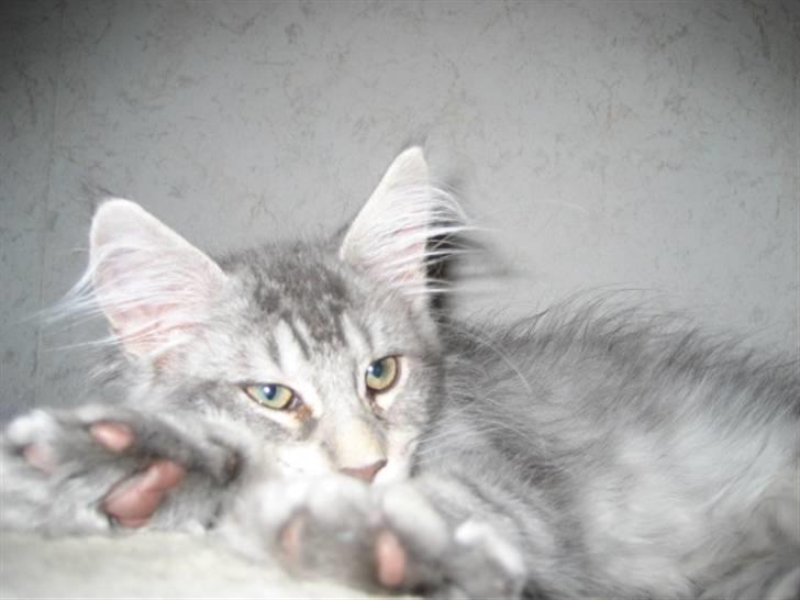 Maine Coon Marilyn monroe - Tror det er tid til en killinge lur..... billede 6