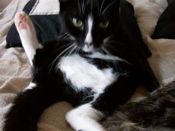 Huskat Kiwi - Hvem er tyk her??? billede 12