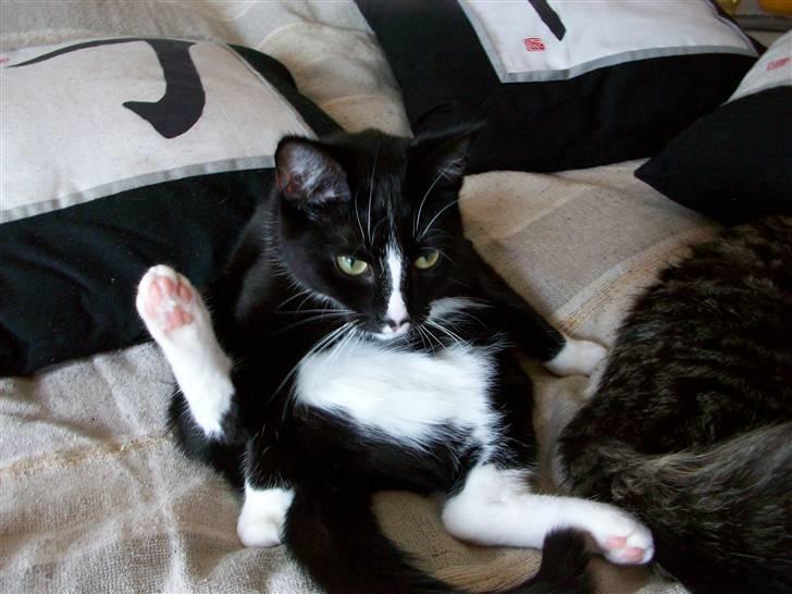 Huskat Kiwi billede 13