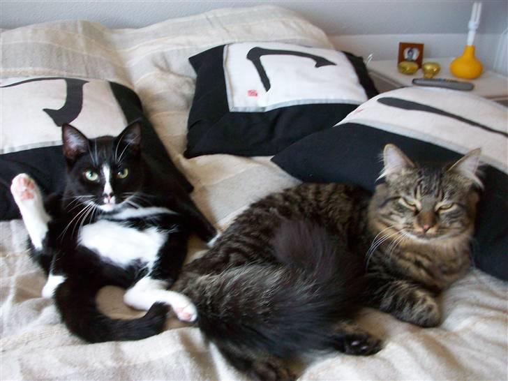 Huskat Kiwi - elsker bare det her billed.. billede 14