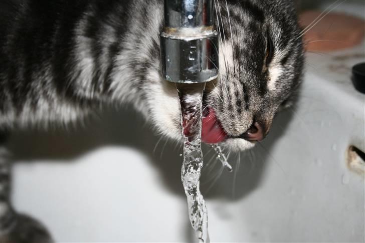 Blanding af racer Pjuske - Mums ! Frisk vand fra hanen ;O) billede 18