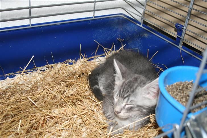 Blanding af racer Pjuske - Her kan jeg da sagtens ligge og lune mig ;O) billede 19