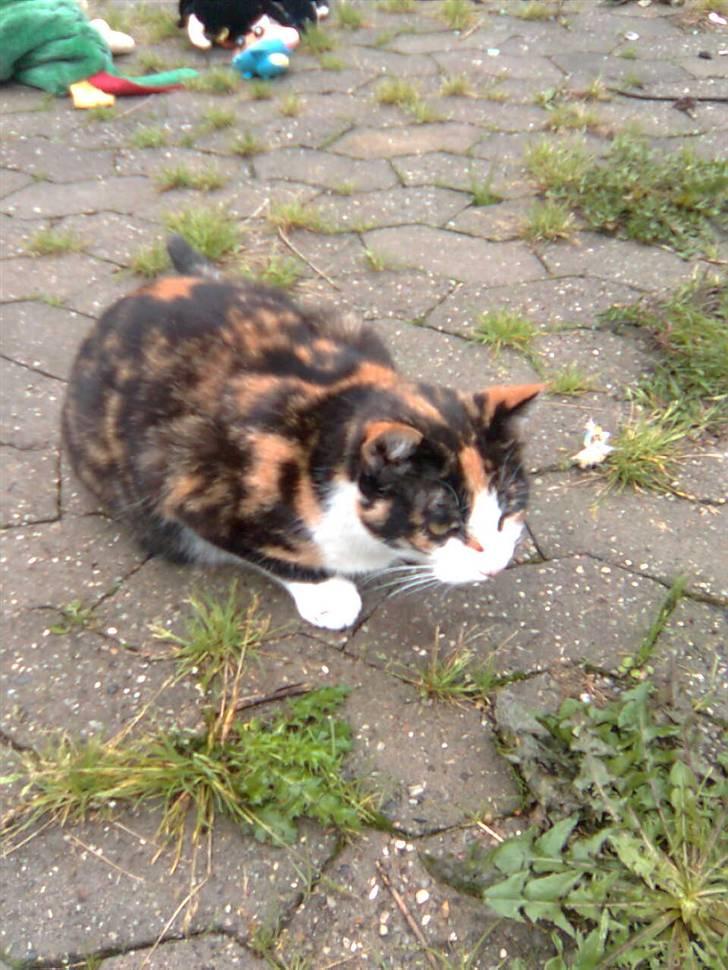 Huskat møfle billede 2