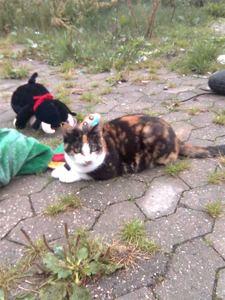 Huskat møfle billede 3