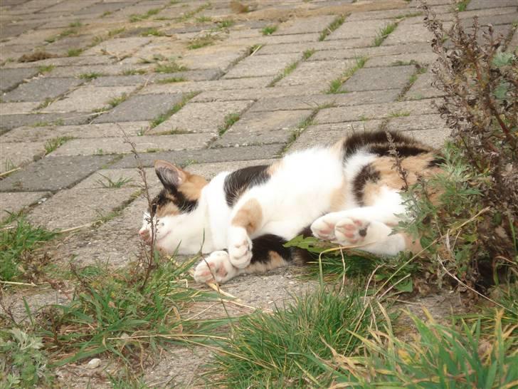 Huskat møfle billede 4