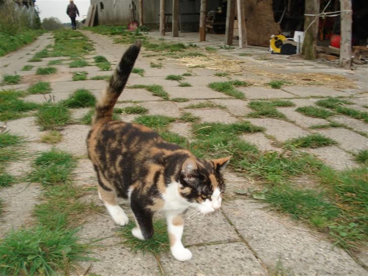 Huskat møfle billede 5