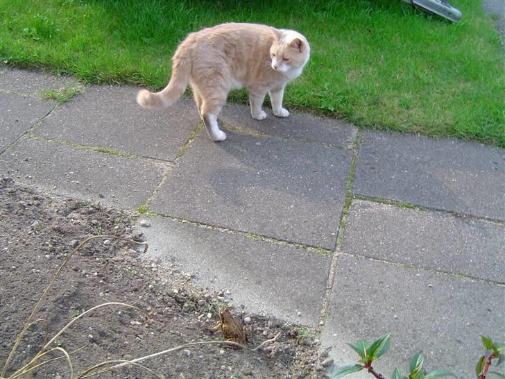 Huskat Tulle - Tulle og Frøen 1 billede 4