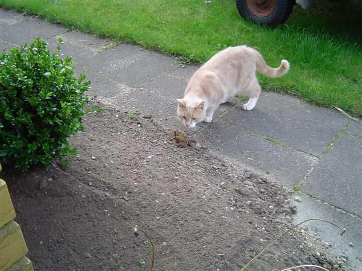 Huskat Tulle - Tulle og Frøen 2 billede 5