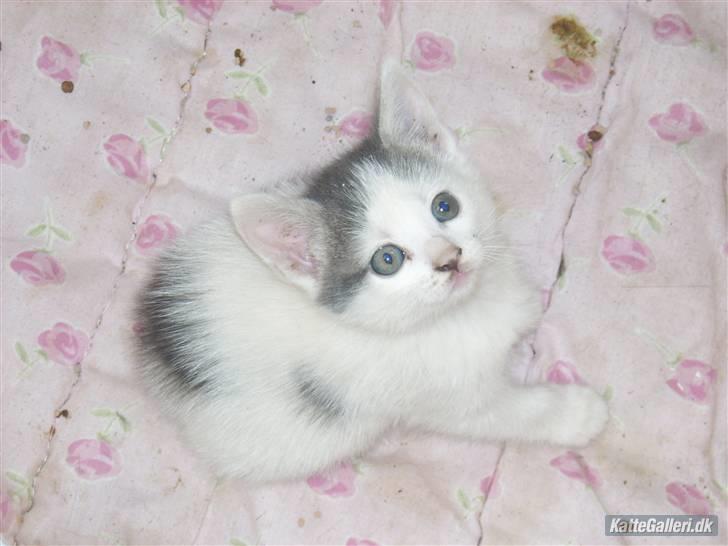 Huskat Pjuske billede 1