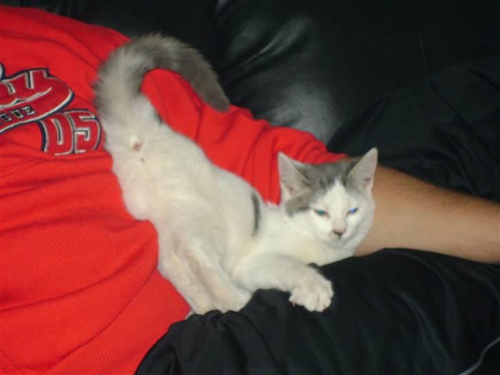 Huskat Pjuske billede 2