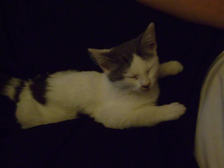 Huskat Pjuske billede 3