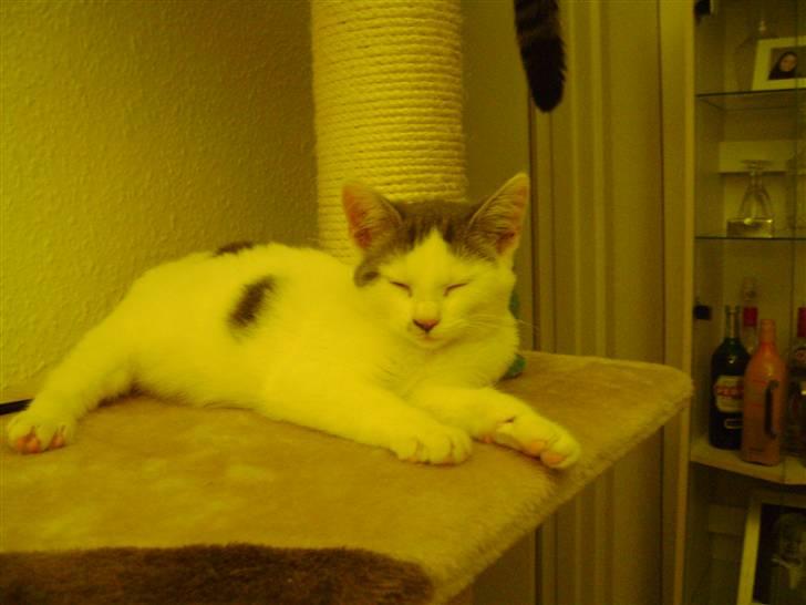 Huskat Pjuske billede 4