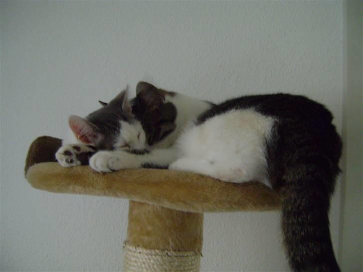 Huskat Pjuske billede 5