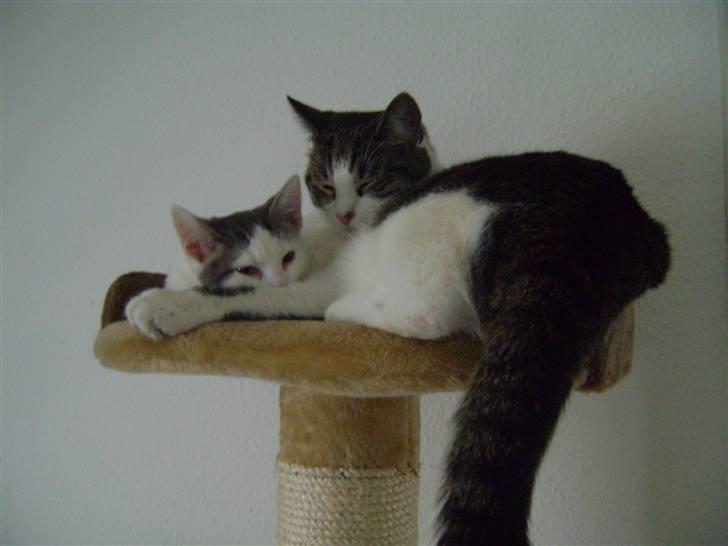 Huskat Pjuske billede 6