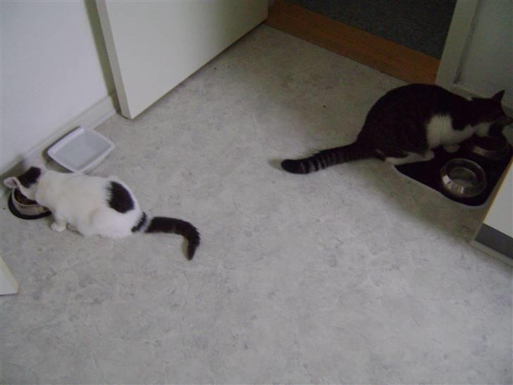 Huskat Pjuske billede 7