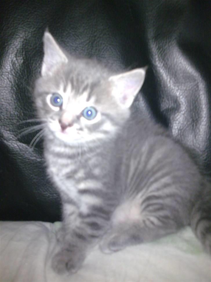 Blanding af racer Manse billede 1