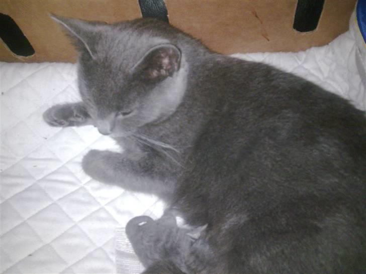 Blanding af racer Manse billede 2