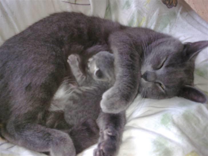 Blanding af racer Manse billede 3