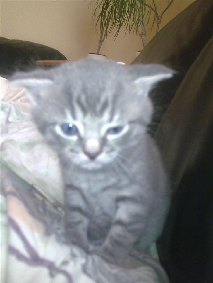 Blanding af racer Manse billede 4