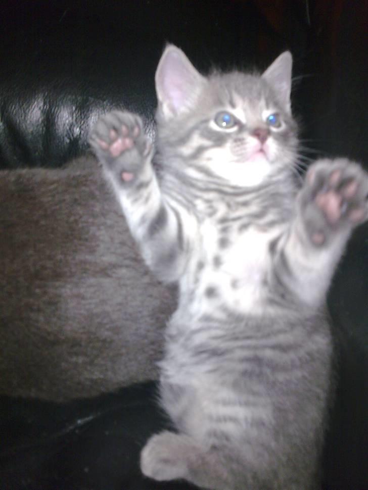 Blanding af racer Manse billede 5