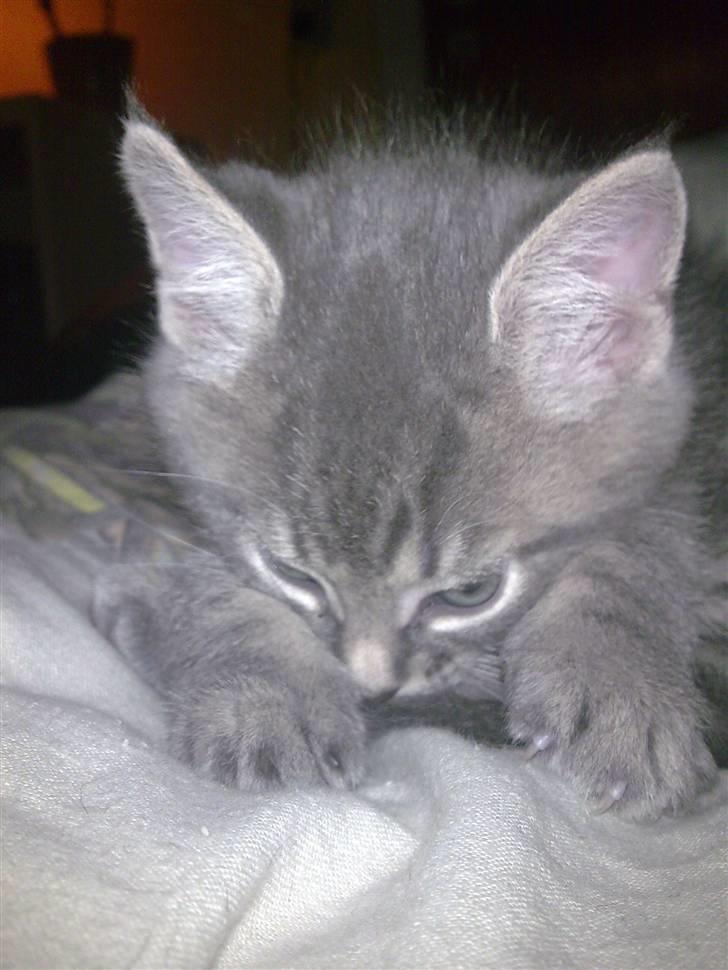 Blanding af racer Manse billede 6