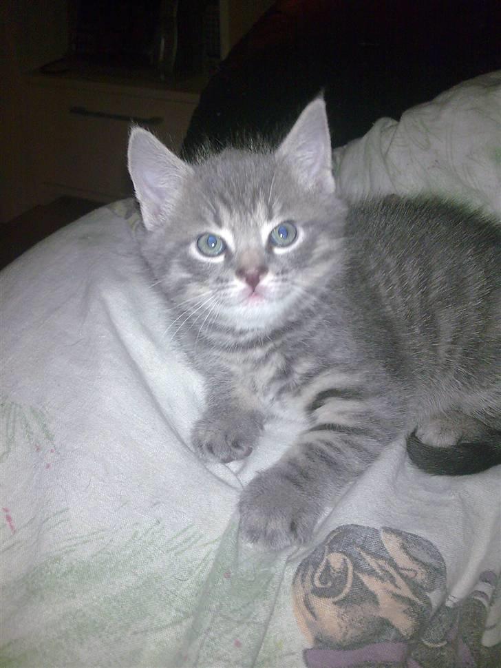 Blanding af racer Manse billede 7