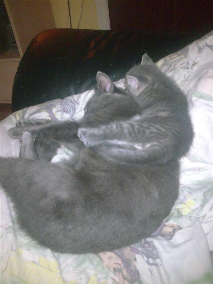 Blanding af racer Manse billede 8