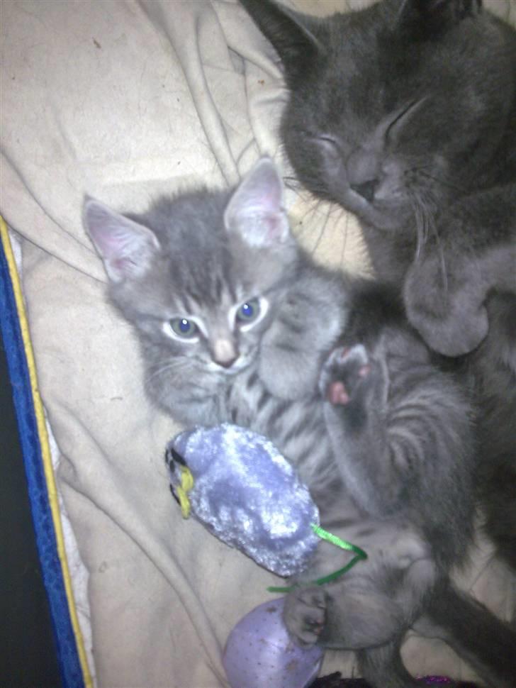 Blanding af racer Manse billede 9