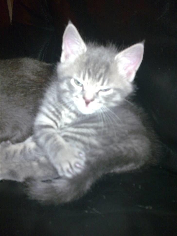 Blanding af racer Manse billede 10