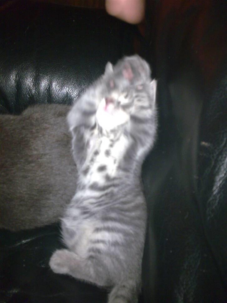 Blanding af racer Manse billede 11