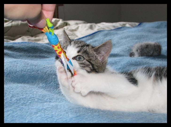 Huskat Moby - Jeg ELSKER bare og lege med mor billede 6