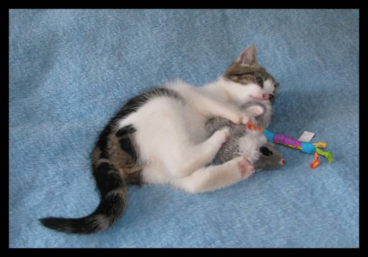 Huskat Moby - Det er nogen gange lidt svært at vælge sit legetøj!!! billede 7