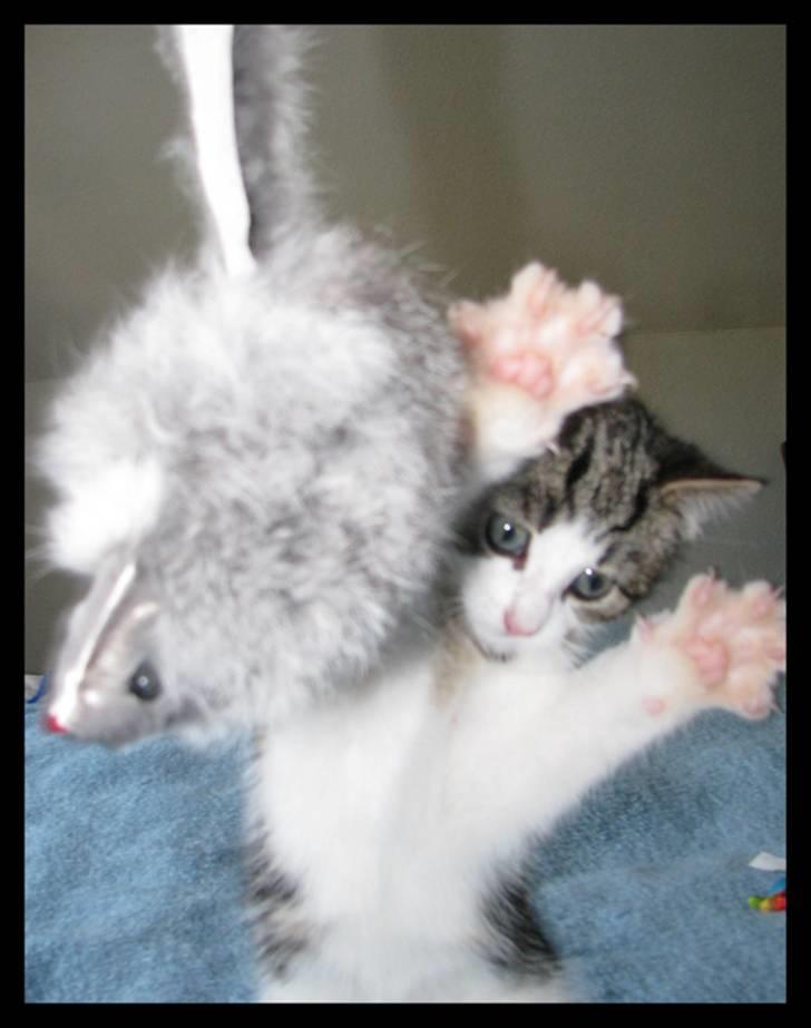 Huskat Moby - Op med poterne!!! billede 8