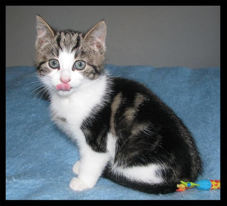 Huskat Moby - Jeg kan da også række tunge ad dig !!! billede 10