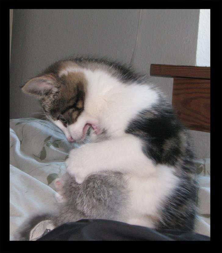 Huskat Moby - DØ, din lille pelsede mus!!! billede 12